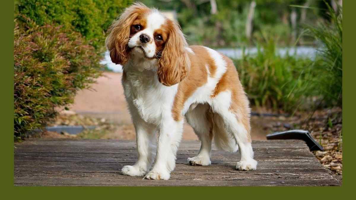 Cavalier King Charles Spaniel Full Grown