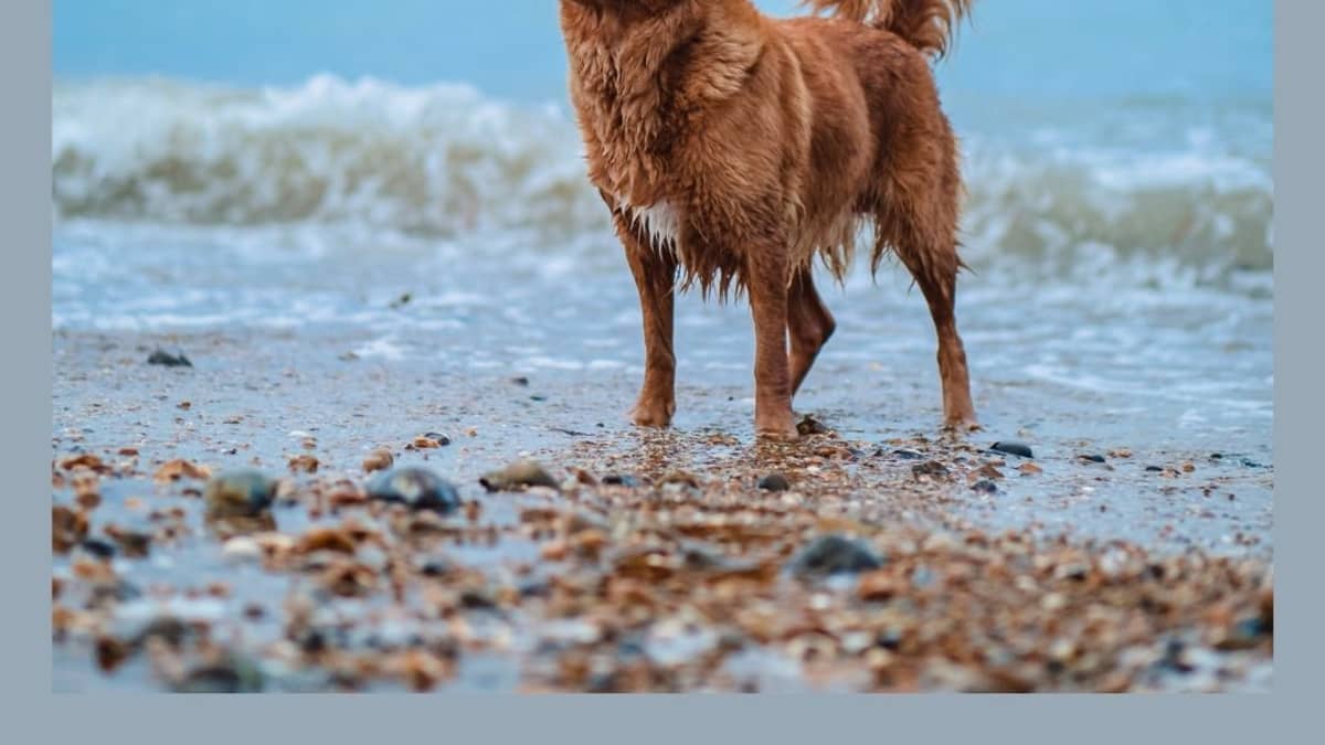 is ocean water good for dog skin