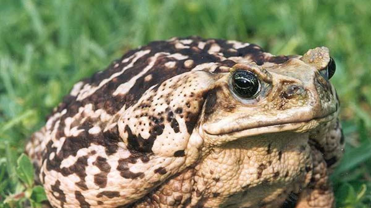 which toads are poisonous to dogs