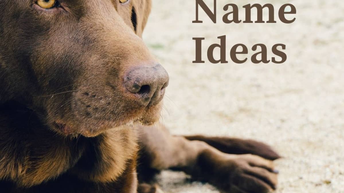 100 Cute Names For Pets Pethelpful - what are good cats names for roblox