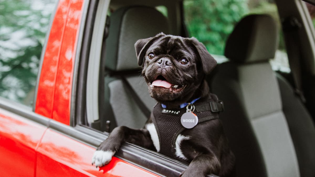 do dogs jump out of trucks