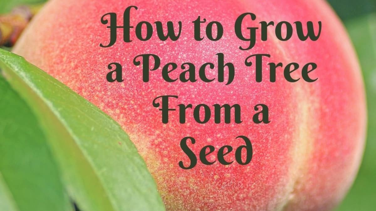 How To Grow A Peach Tree From Seed Dengarden