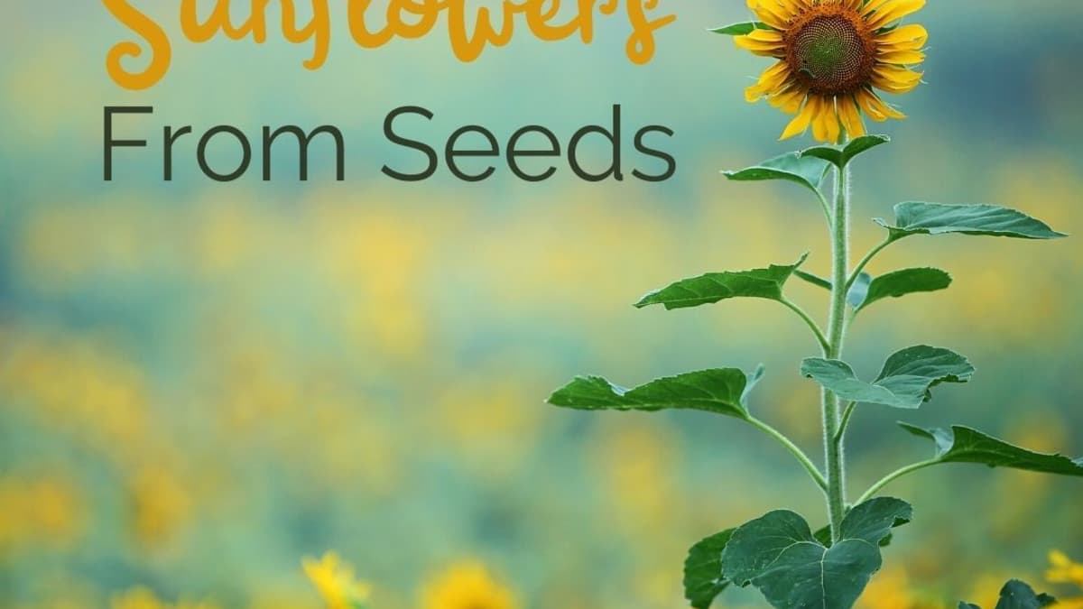 How to Grow Sunflowers From Seeds   Dengarden