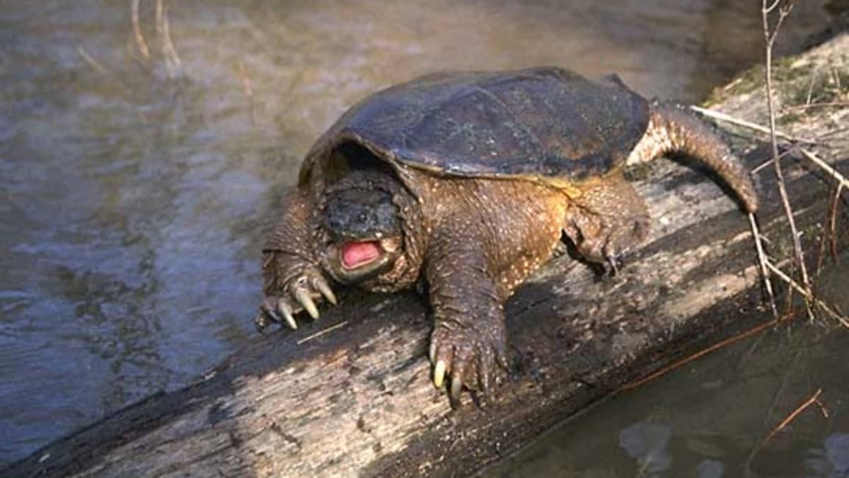 Did you know that the alligator snapping turtle is the only turtle