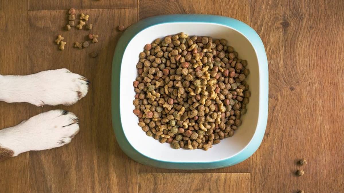 Can I Leave Dry Dog Food Out Overnight?
