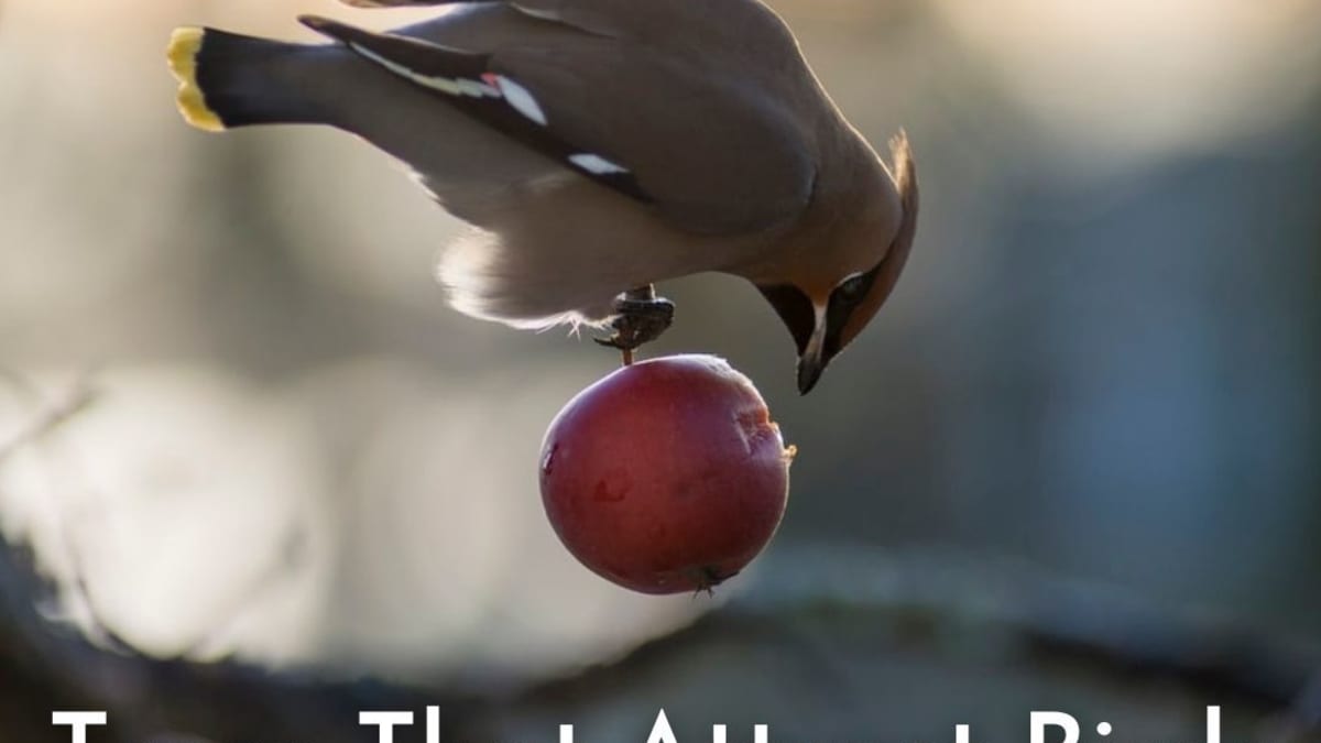 All Are Welcome - The Birds Papaya