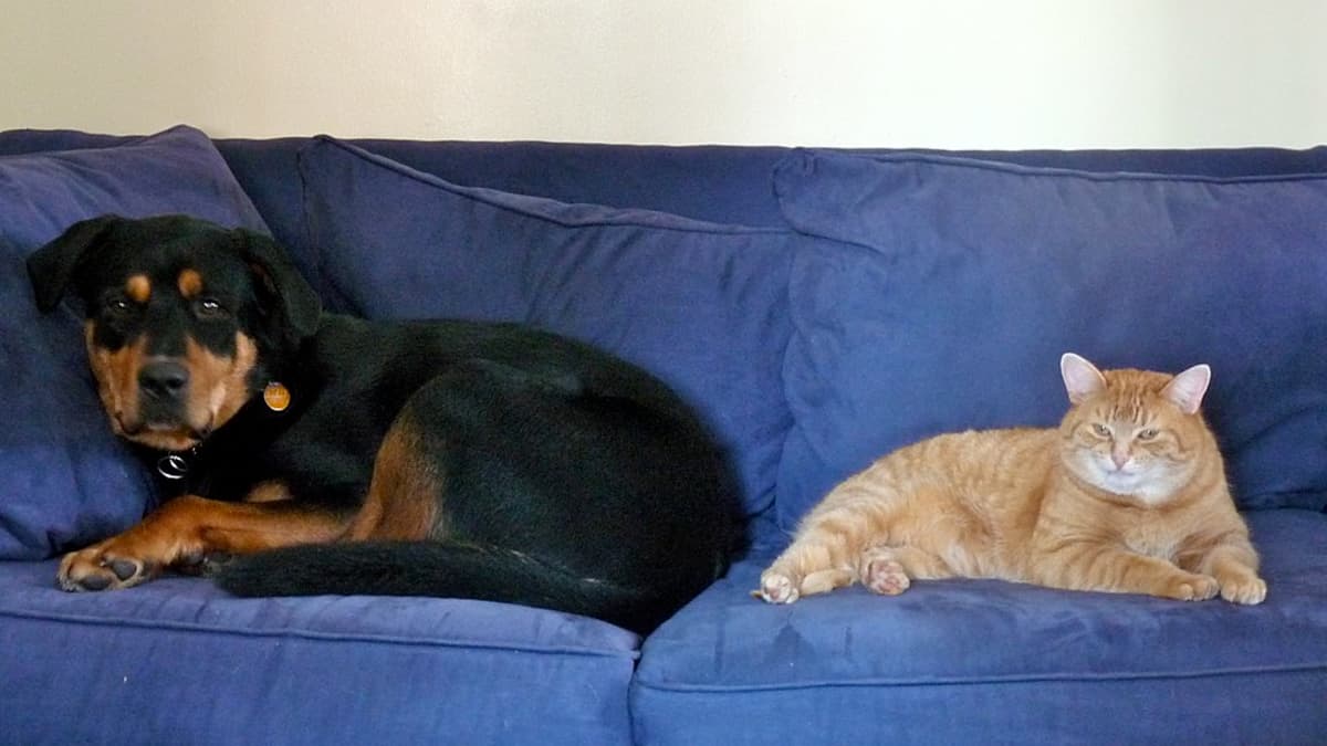 can a rottweiler live with a cat? 2