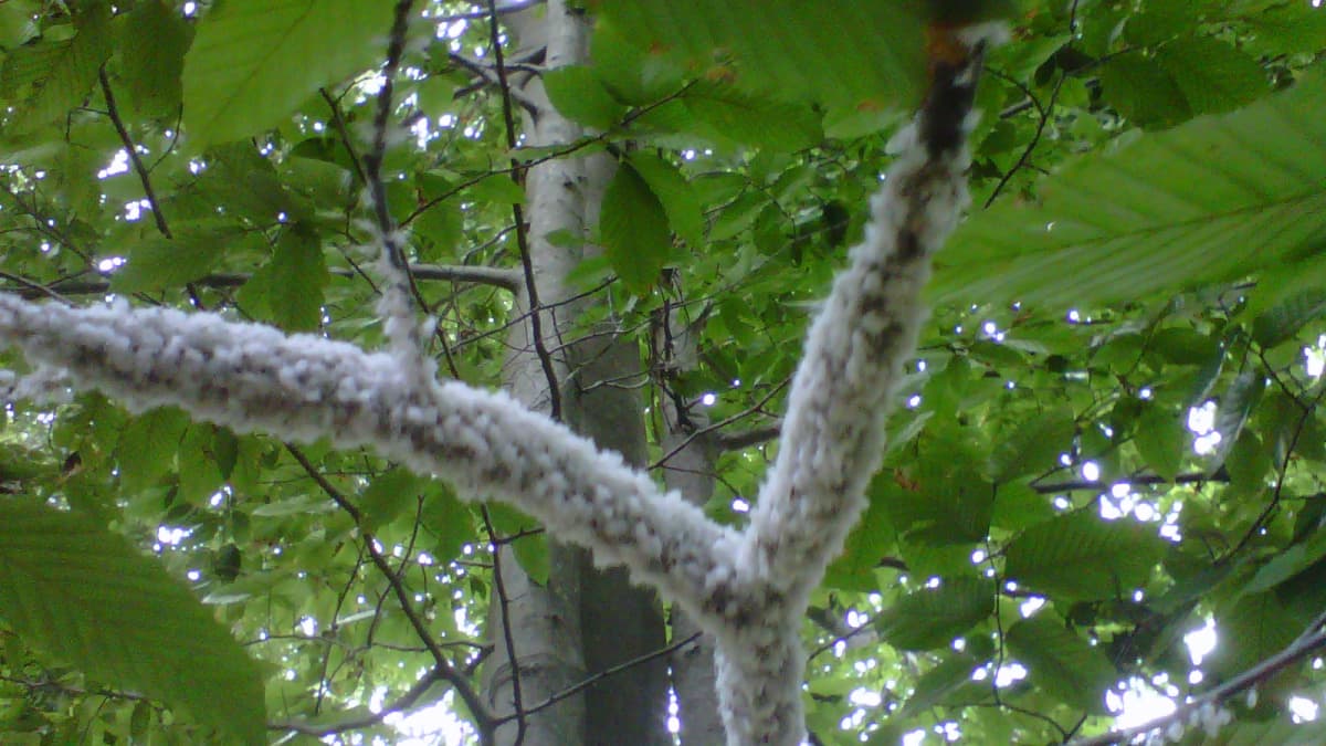 I found a pure white branch of leaves on a big leaf maple! : r/plants