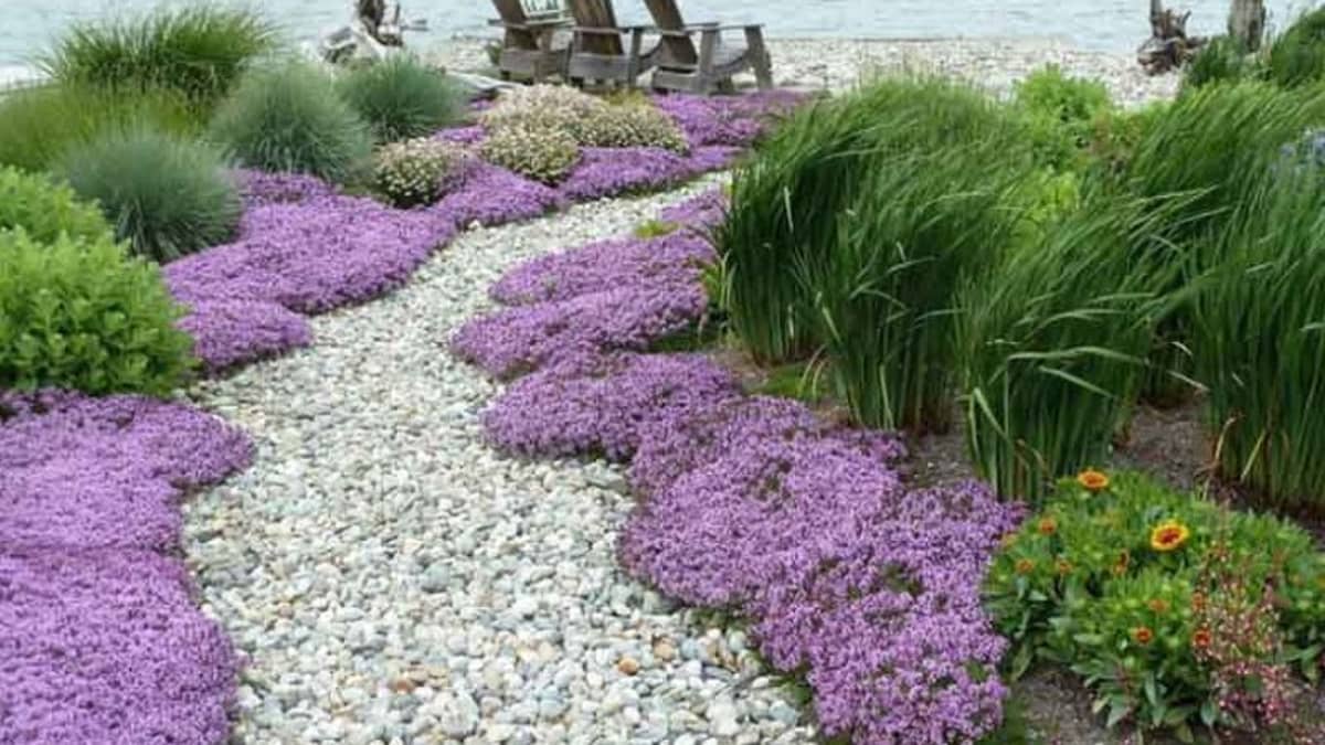 5 Low Maintenance Ground Cover Plants, Landscaping Ground Cover Plants