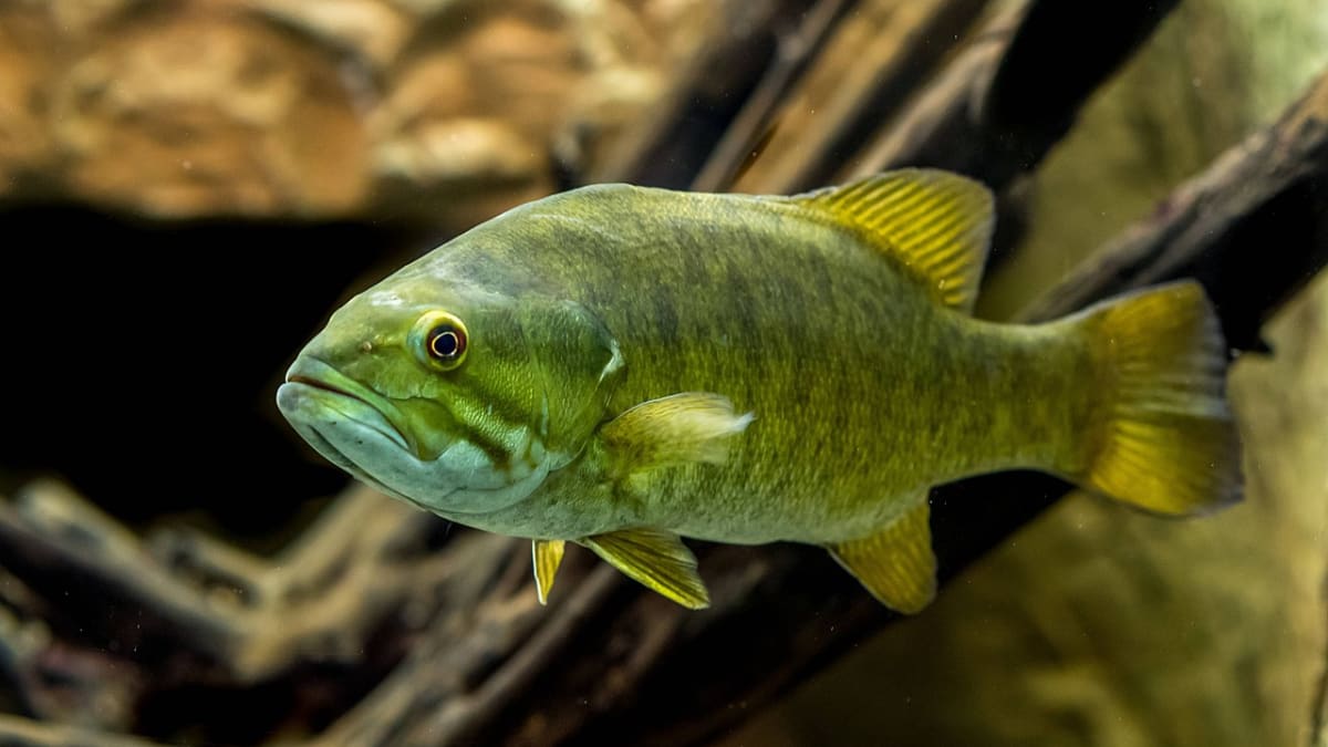 Can You Keep Wild Fish as Pets Legally in Your Home Aquarium? - PetHelpful
