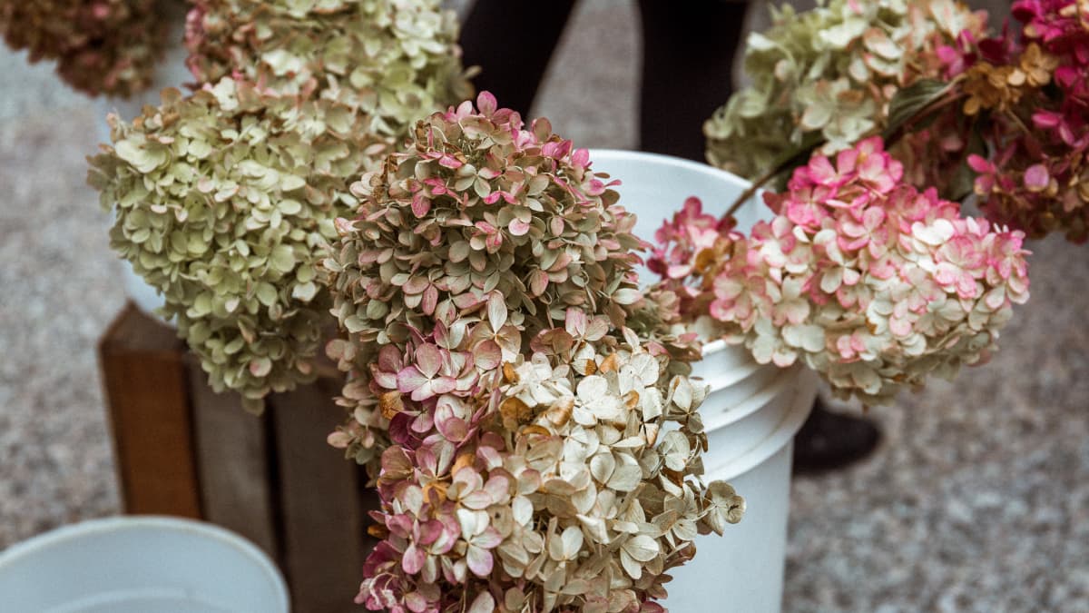 How To Dry Hydrangea Flowers