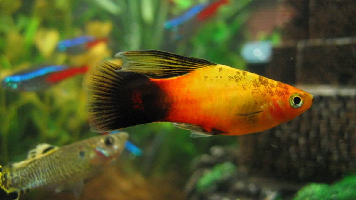 15 Best Tropical Fish For Beginners – #14 is the number 1 selling fish