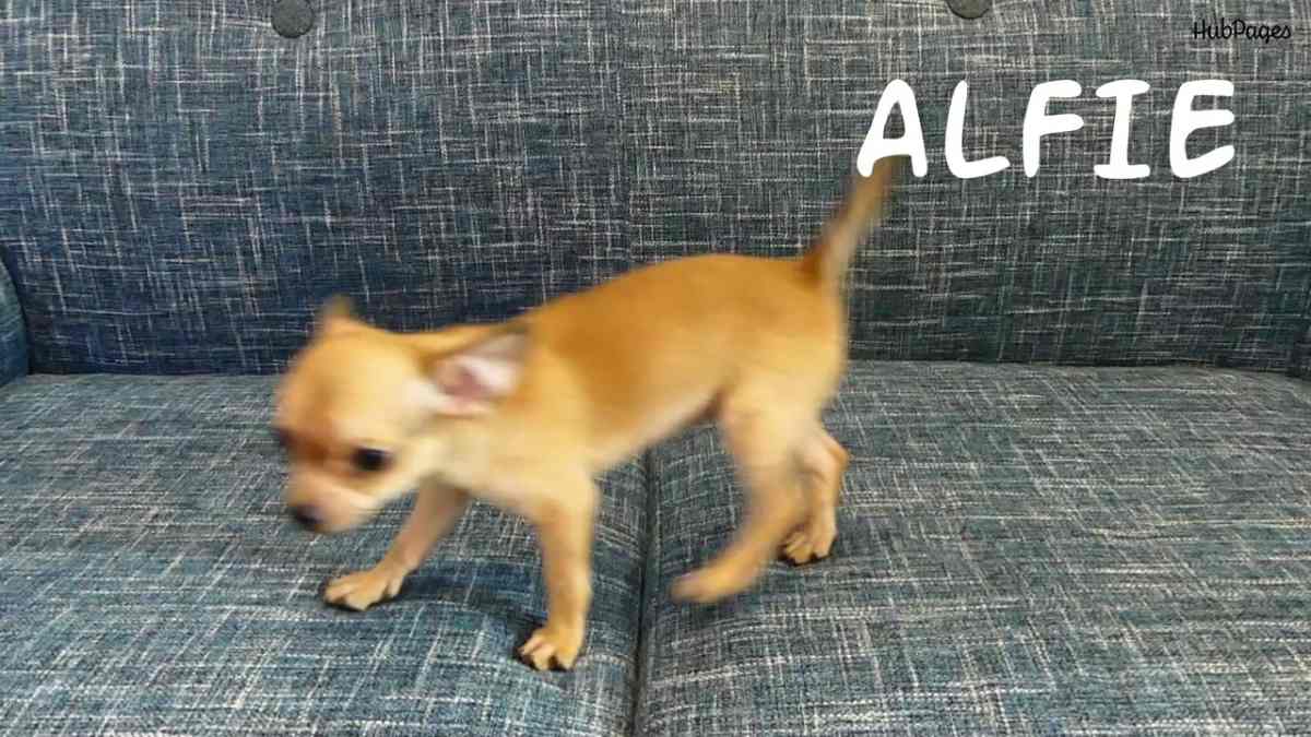 200+ Cool Male Dog Names and Meanings - PetHelpful