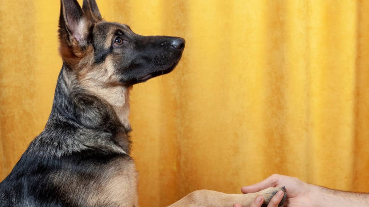 Why Do German Shepherds Paw at You? - HubPages