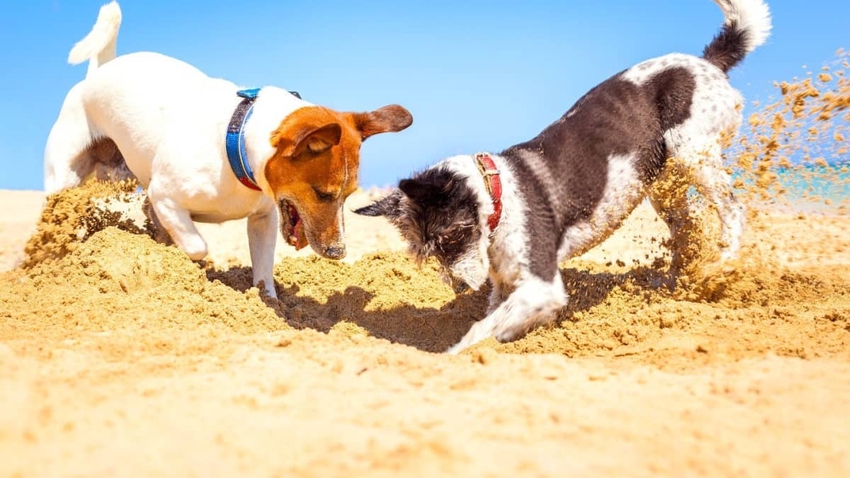 Why Do Dogs Dig: 6 Reasons and Tips to Handle It