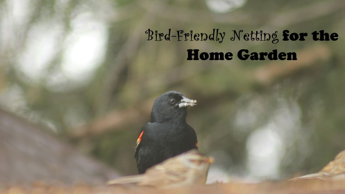 Bird-Friendly Netting for the Home Garden - Dengarden