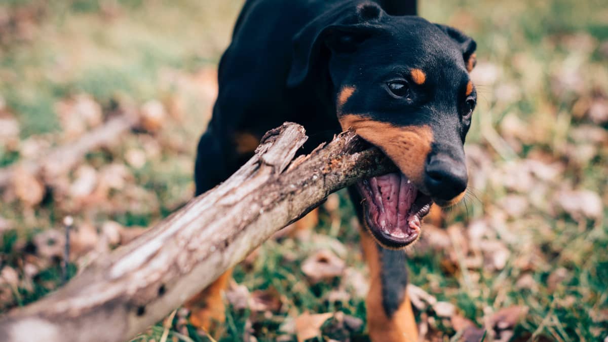 11 Dog Breeds That Look Like Doberman Pinschers - Pethelpful