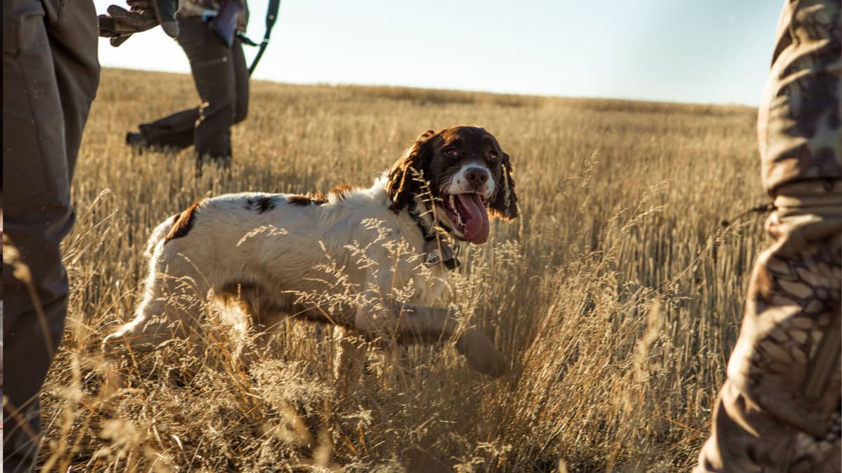 How to Free a Dog From an Animal Trap - Gun Dog
