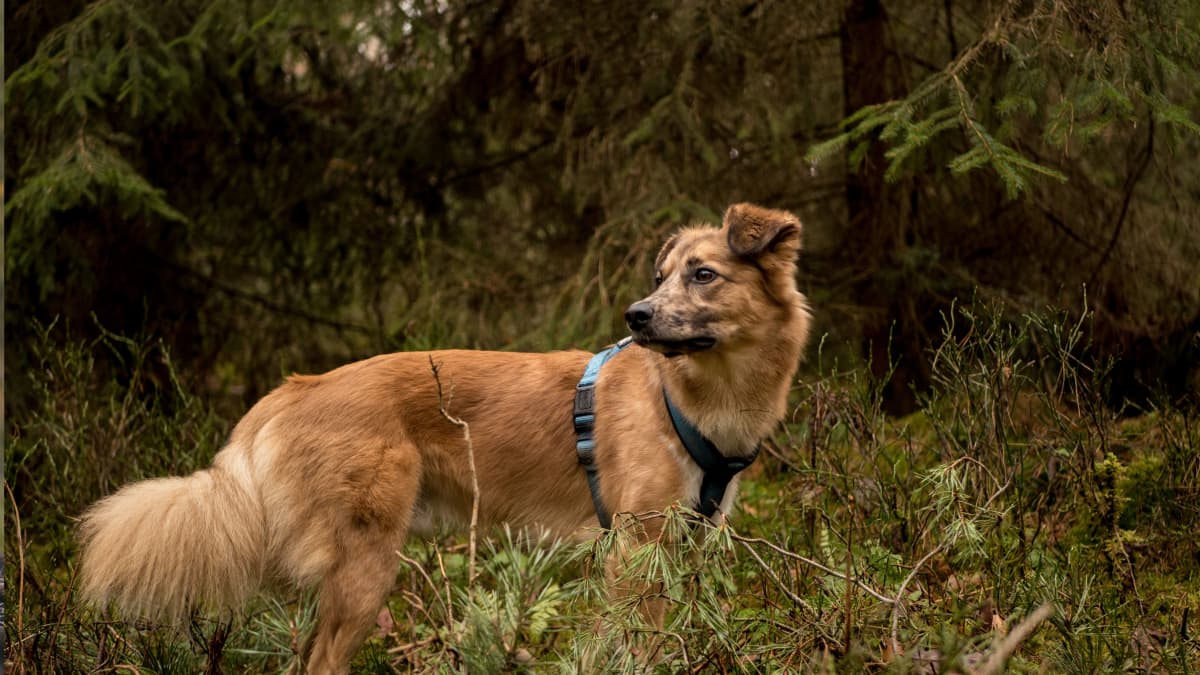 How to Train Your Dog to Walk Off Leash – A Hiker's Guide