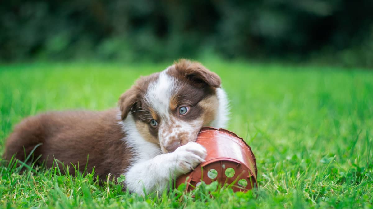 10 Project Toys to Keep Your Dog Busy During Thanksgiving Dinner (or  Anytime Your Dog is Bored)