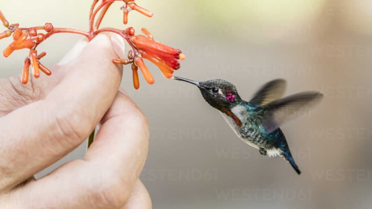 Discover the Wonder of the Smallest Bird in the World