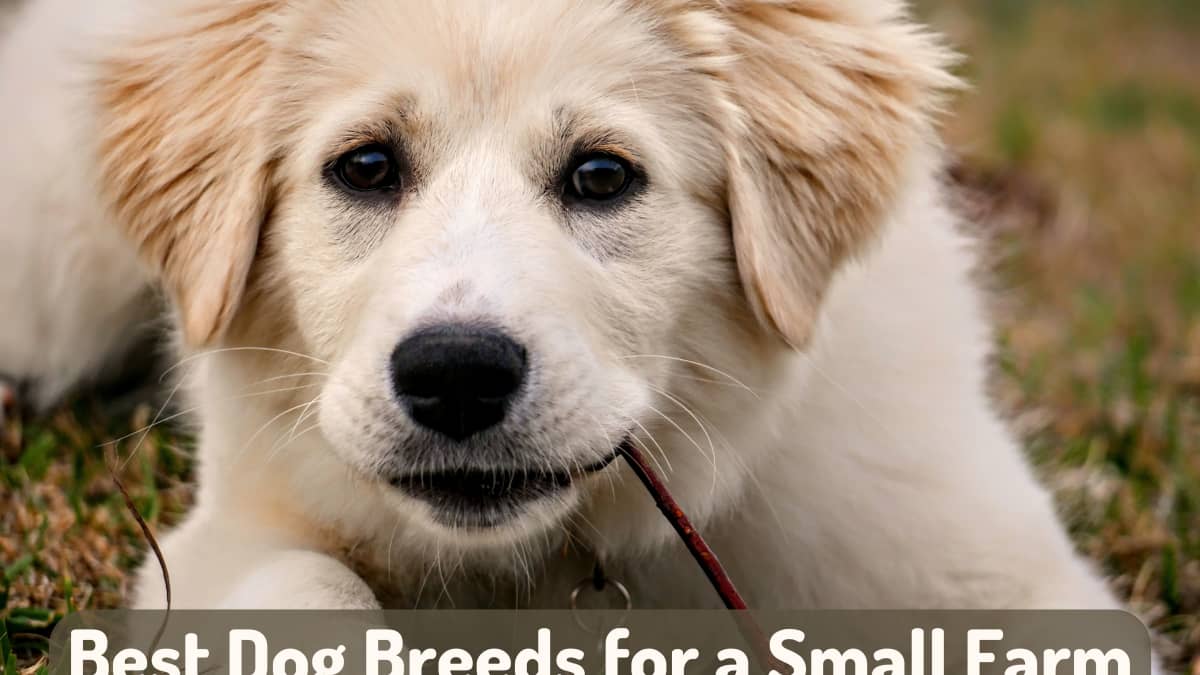 IV. Medium Dog Breeds Suitable for Small Yards