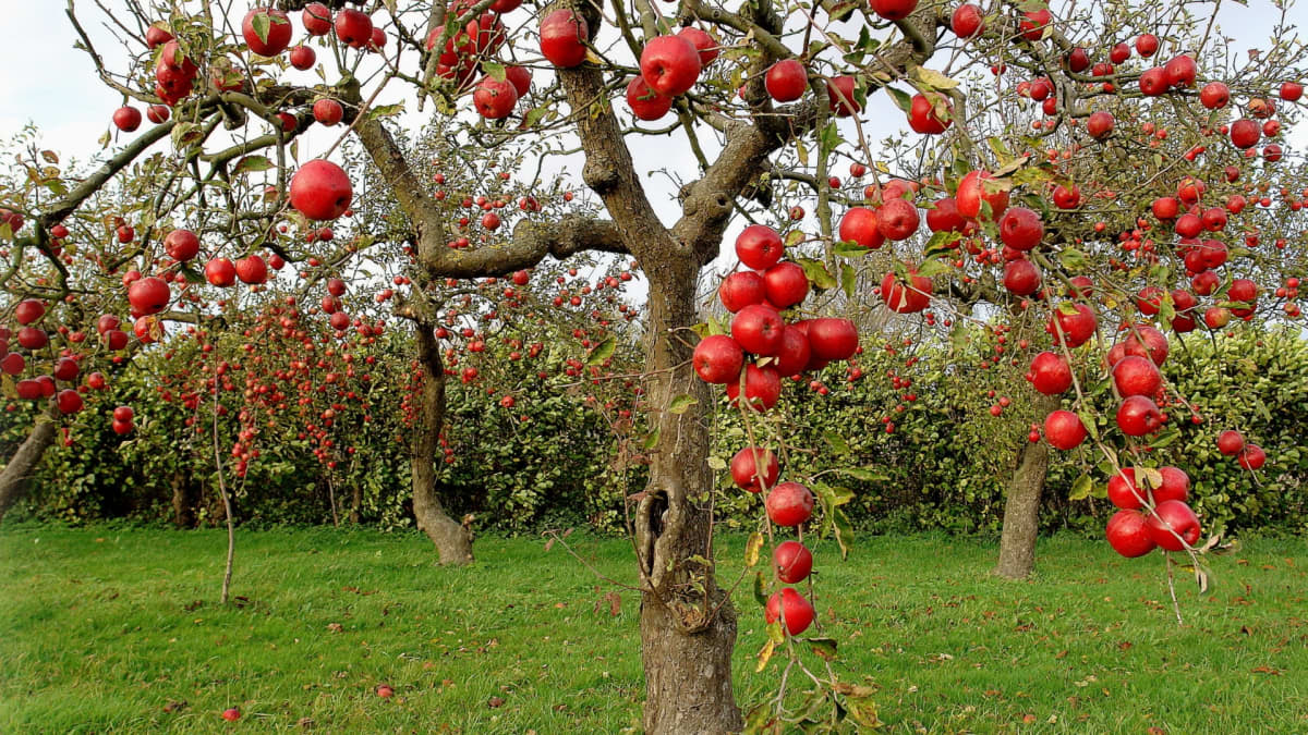 Apple Trees for Sale - Buying & Growing Guide 