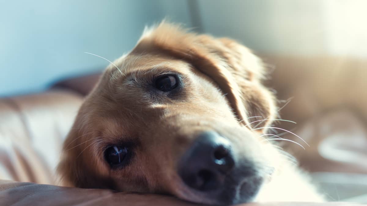 what are the signs of liver failure in dogs