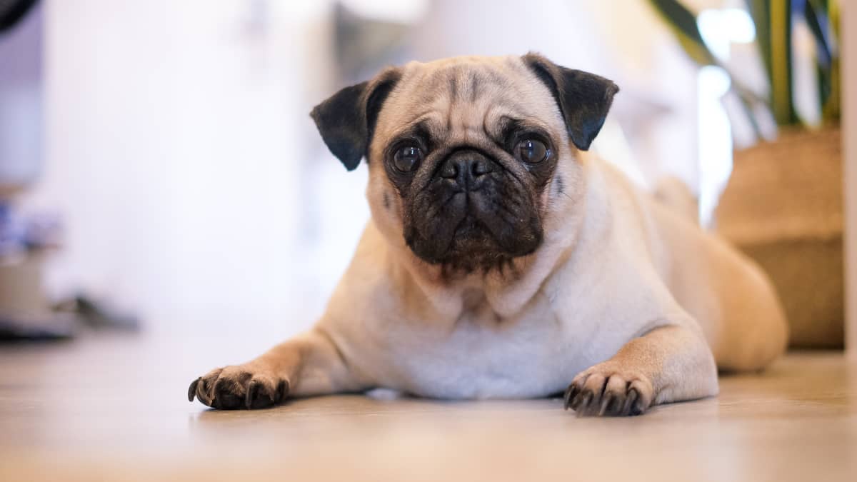 The 9 Cutest Small Dog Breeds - PetHelpful