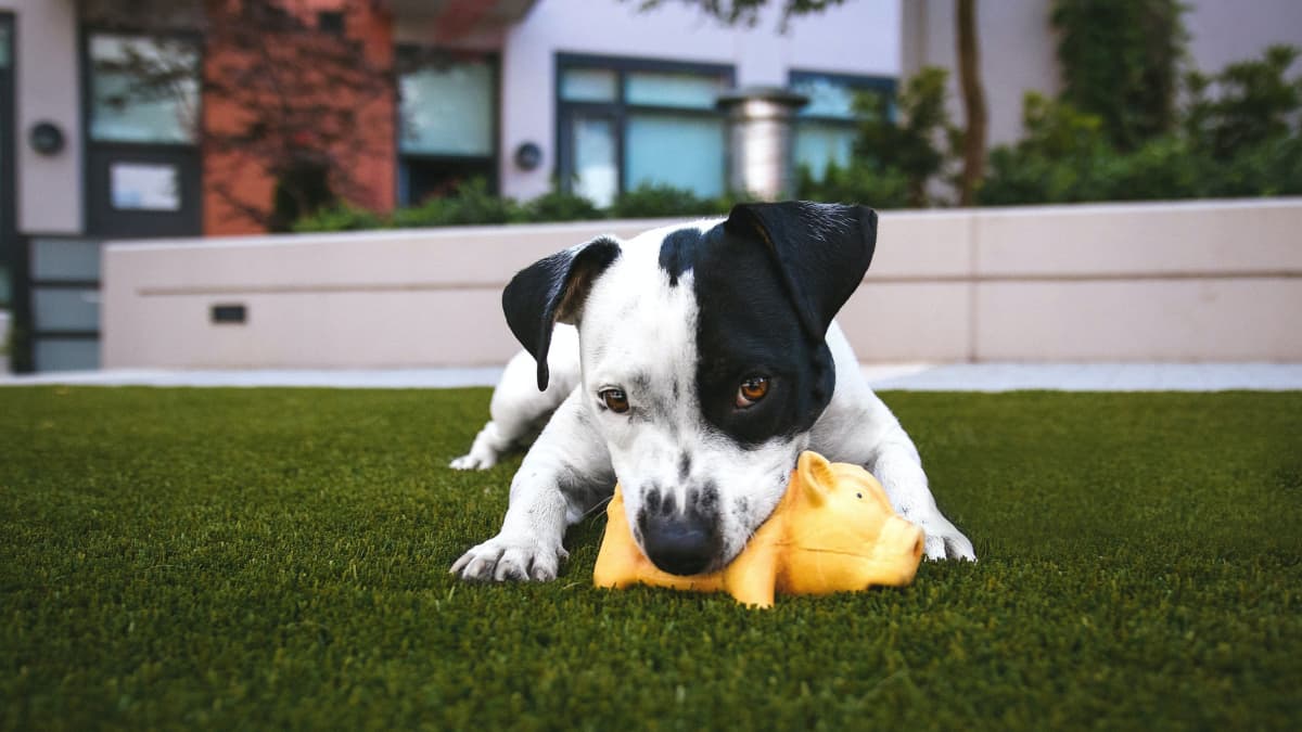 The Best Chew Toys For A Teething Puppy