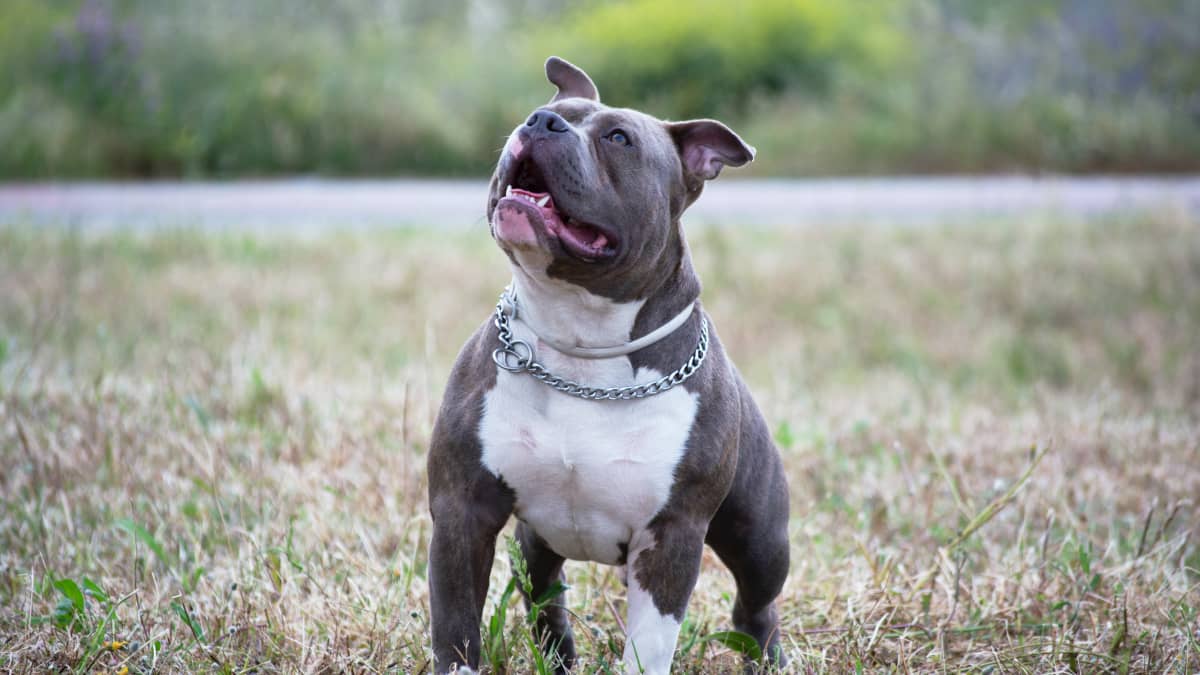 pitbull dog blue nose black and white puppies