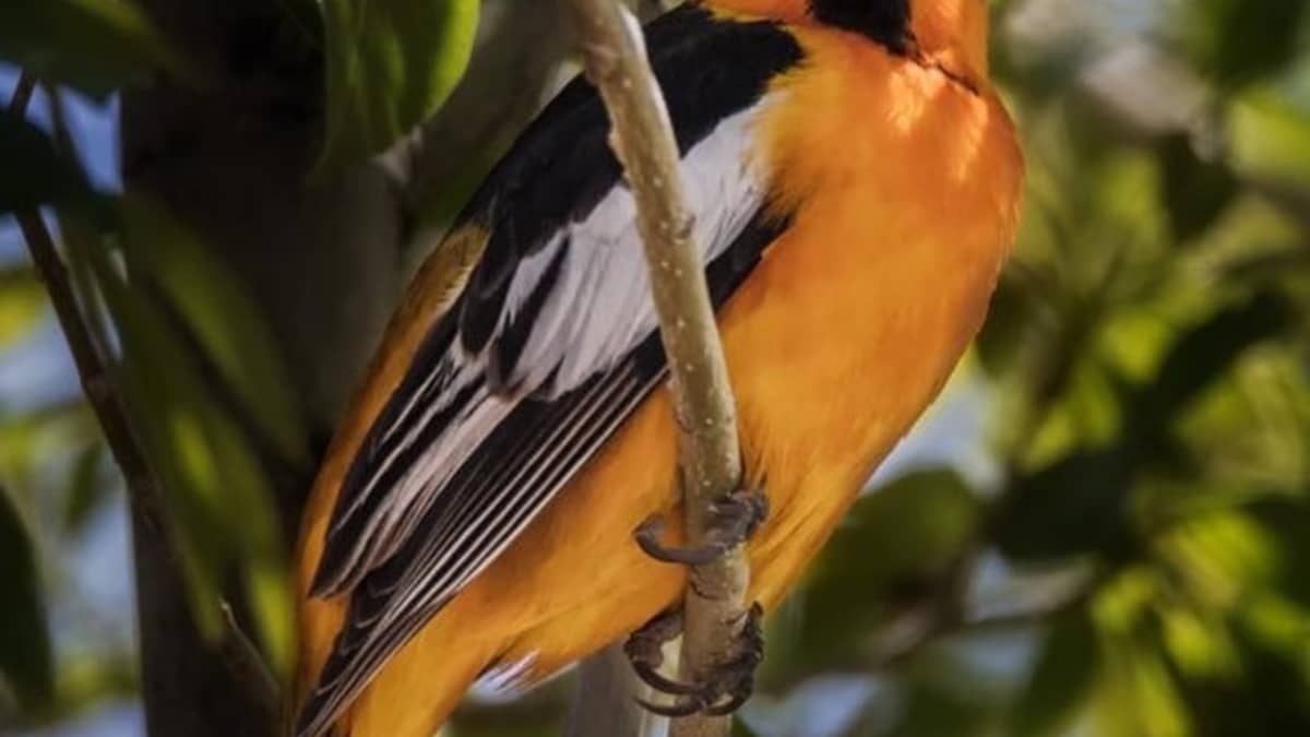 View All 9 Types of Oriole Birds - AZ Animals