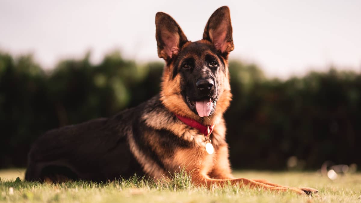 Why German Shepherds Lick So Much? (Revealed) – GSD Colony