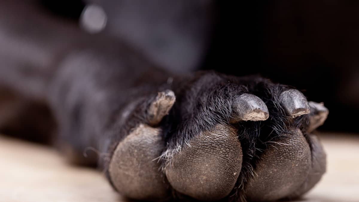 Why Are Your Dog's Toenails Bleeding and How Can You Stop It?