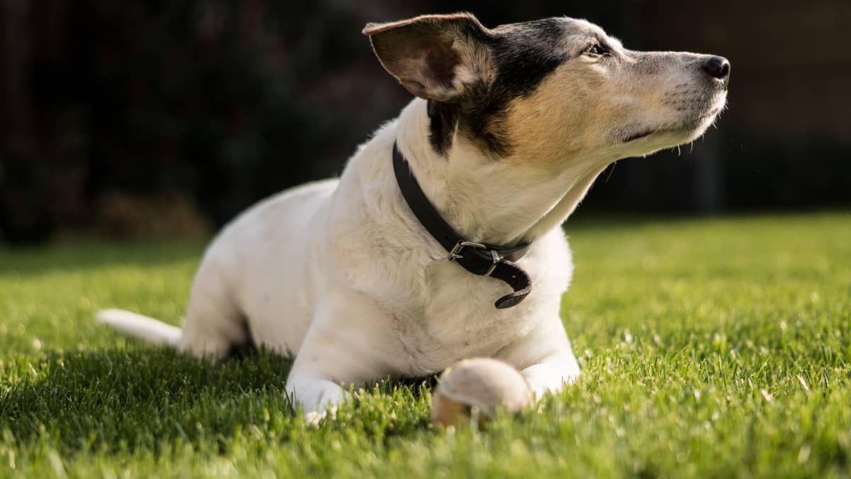 Pros and Cons of Different Types of Dog Collars - PetHelpful