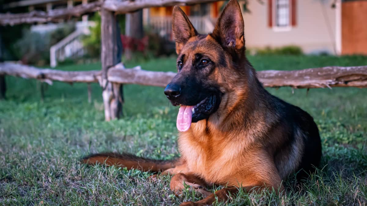 The 5 Most Intelligent Dog Breeds Chosen By Vets