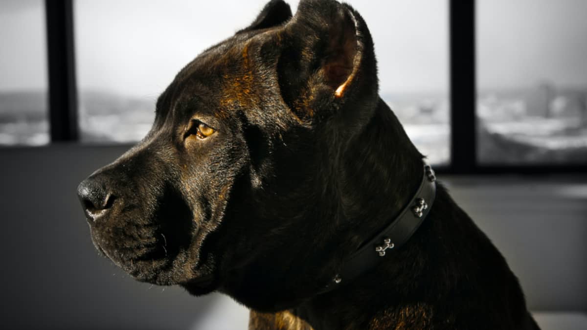How to Prevent Aggression in Your Cane Corso pic