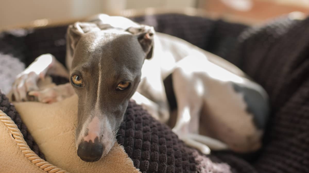an Greyhound Right Dog for You? - PetHelpful