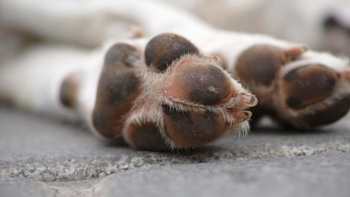 Why Are My Dog's Paws Pink? - PawSafe