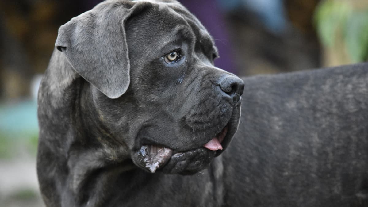 what is another name for a cane corso?