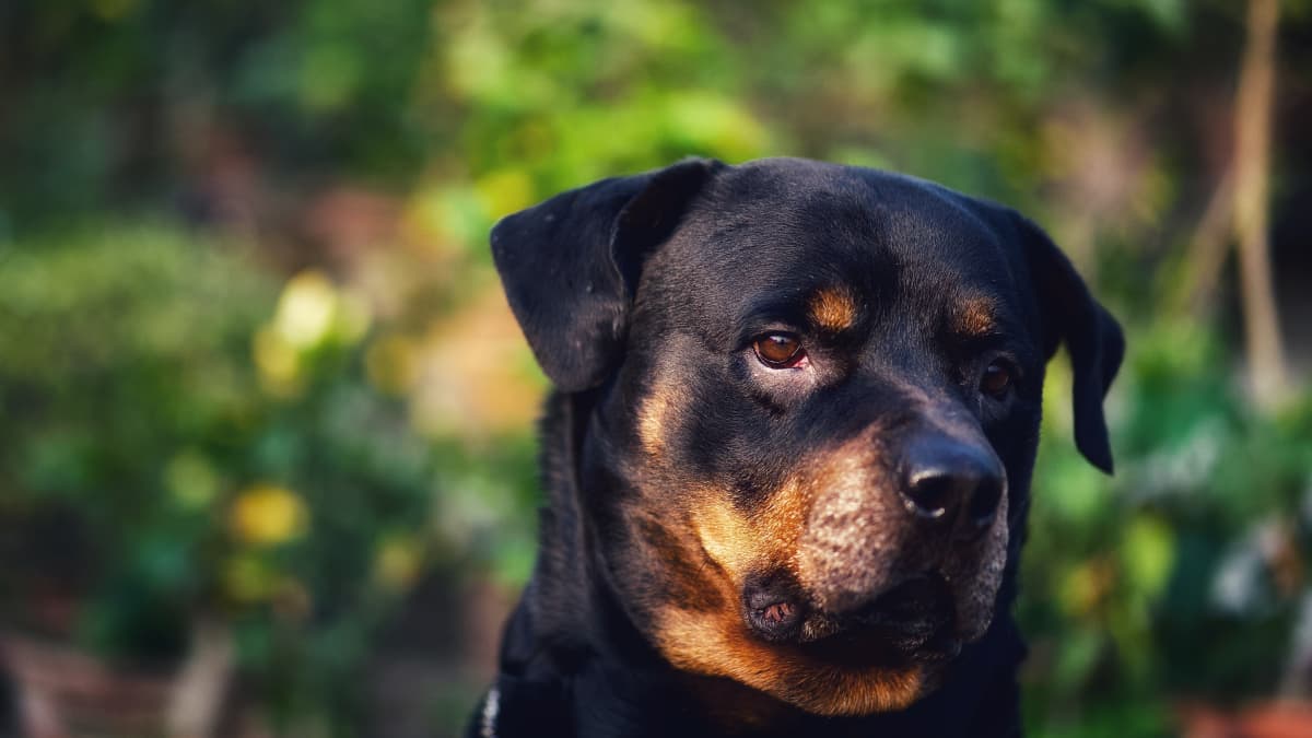 American, German, or Roman? The Different Types of Rottweilers ...