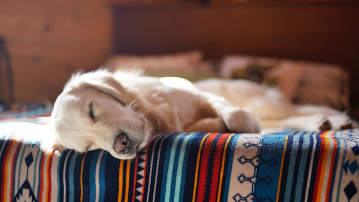 1200px x 675px - Dogs To Avoid And The 7 Best Dog Breeds for Someone Who Works All Day -  PetHelpful