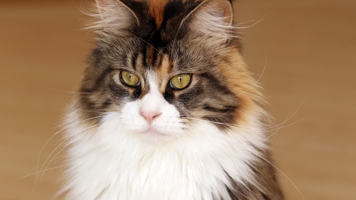 The most affectionate cat breeds - Webbox