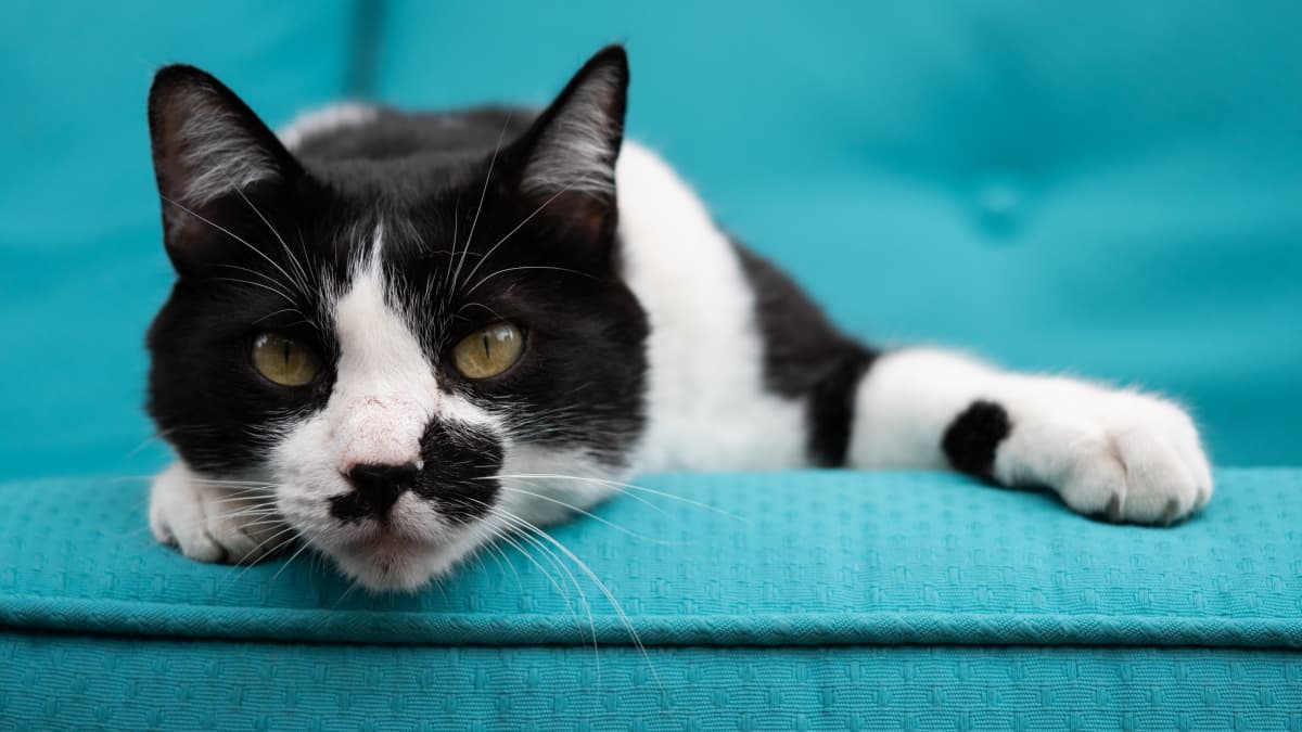7+ Bicolor Pattern Variations in Cats (And Why They Occur) - PetHelpful
