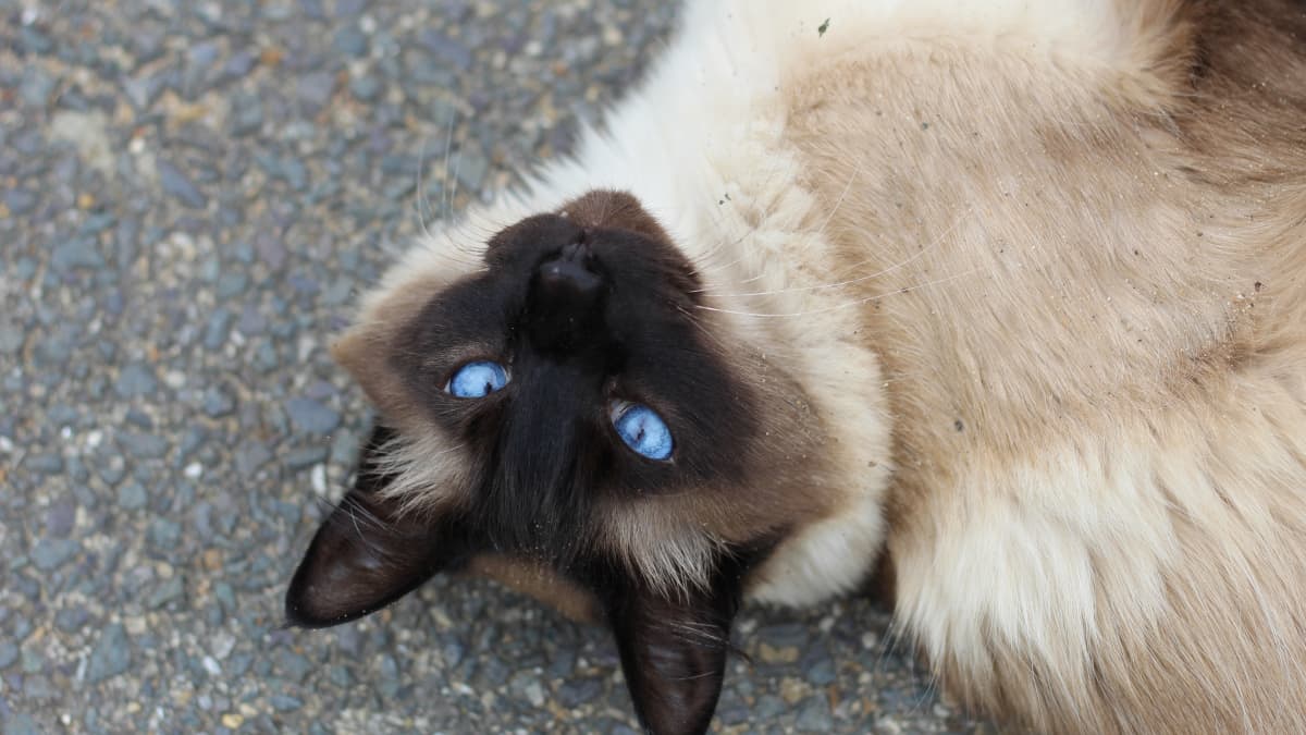IV. Dealing with Jealousy in Siamese Cats