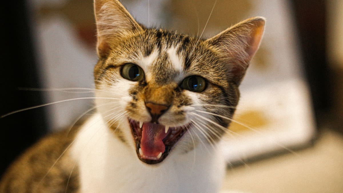 The Causes of Aggressive Behavior in Cats - PetHelpful