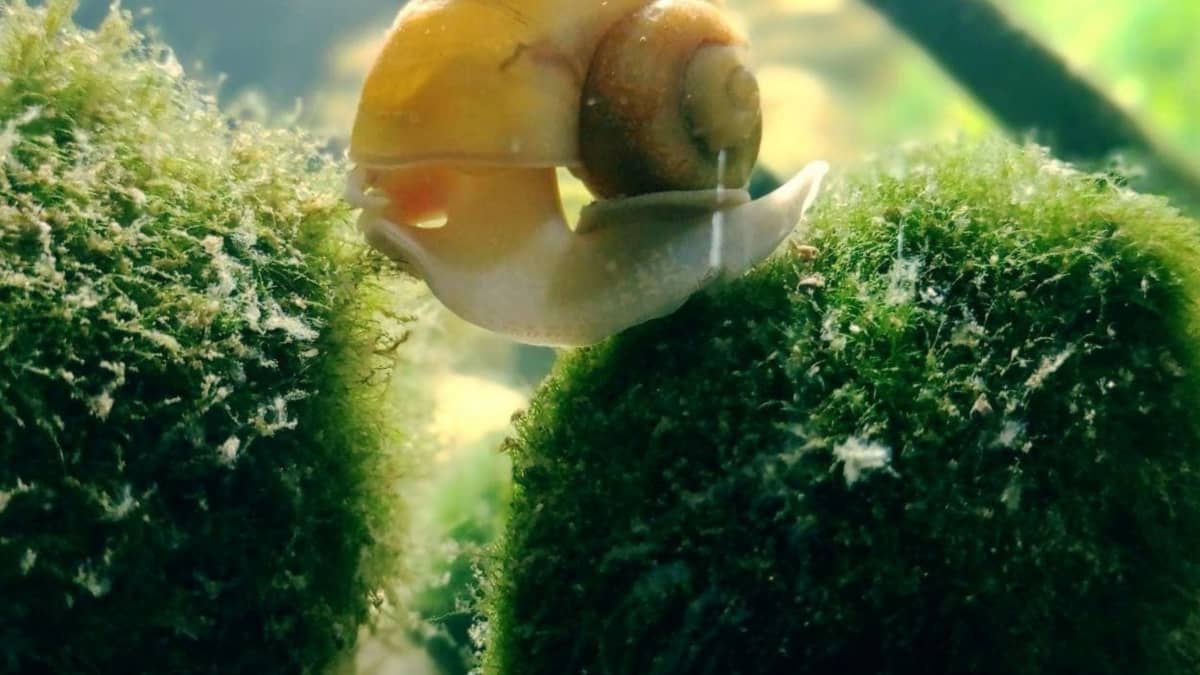 Is it possible to find wild Marimo moss on the beach? I found one today and  have been doubting if it was left behind by other people.. and this was the  only