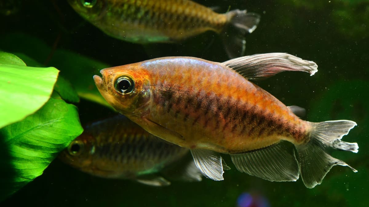 How to Care for Tetras: A Popular Home Aquarium Fish - PetHelpful