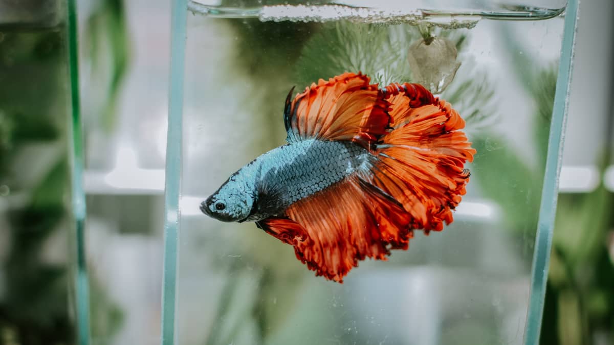How Often Should You Change Betta Fish Water