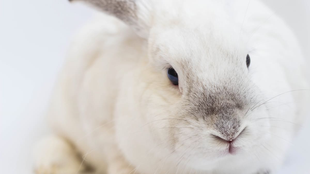 Safe Herbs for Rabbits and Their Medicinal Properties